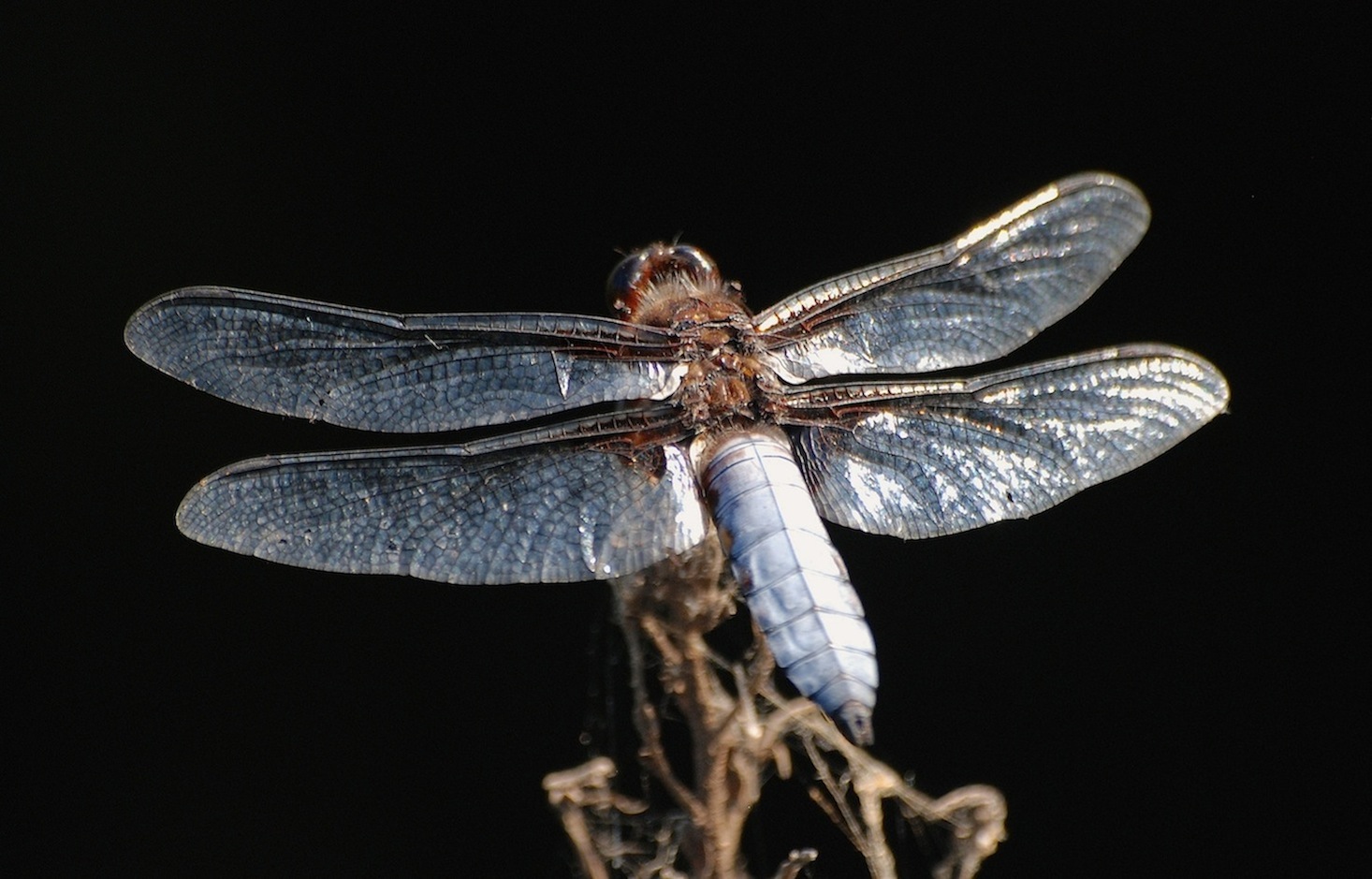 Identificazione 10 - Libellula depressa